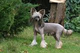 CHIEN NU CHINOIS 211